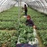香蕉粉蕉育苗基地广粉金粉一号