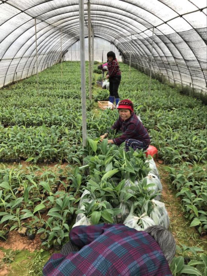 香蕉粉蕉育苗基地广粉金粉一号