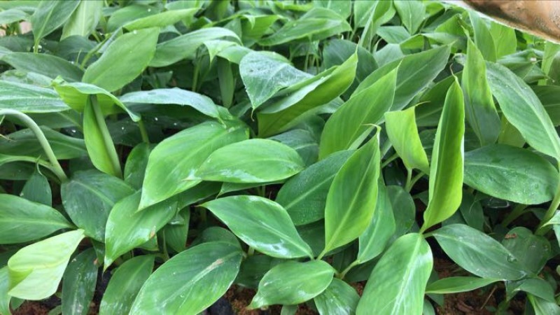 香蕉粉蕉育苗基地广粉金粉一号
