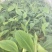 香蕉粉蕉育苗基地广粉金粉一号