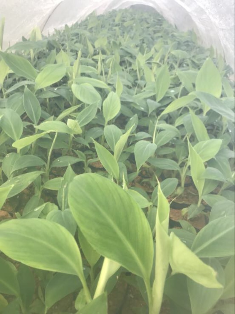 香蕉粉蕉育苗基地广粉金粉一号