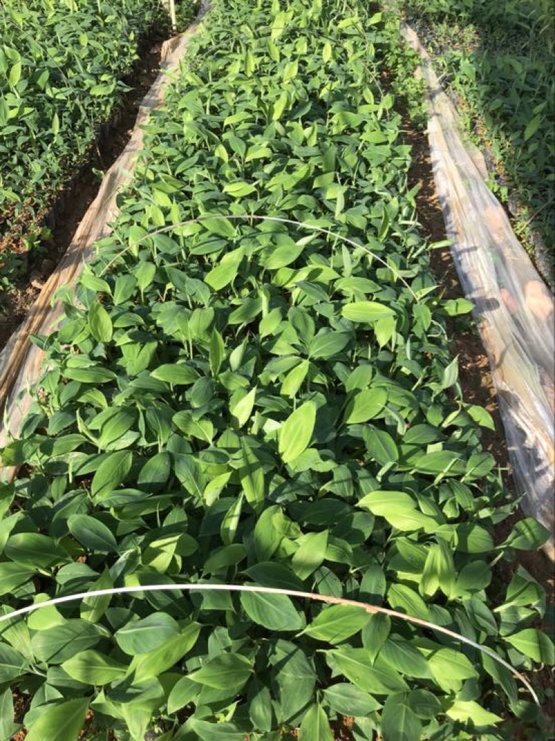 香蕉粉蕉育苗基地广粉金粉一号