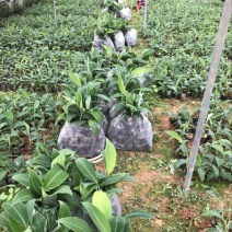香蕉粉蕉育苗基地广粉金粉一号