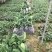 香蕉粉蕉育苗基地广粉金粉一号