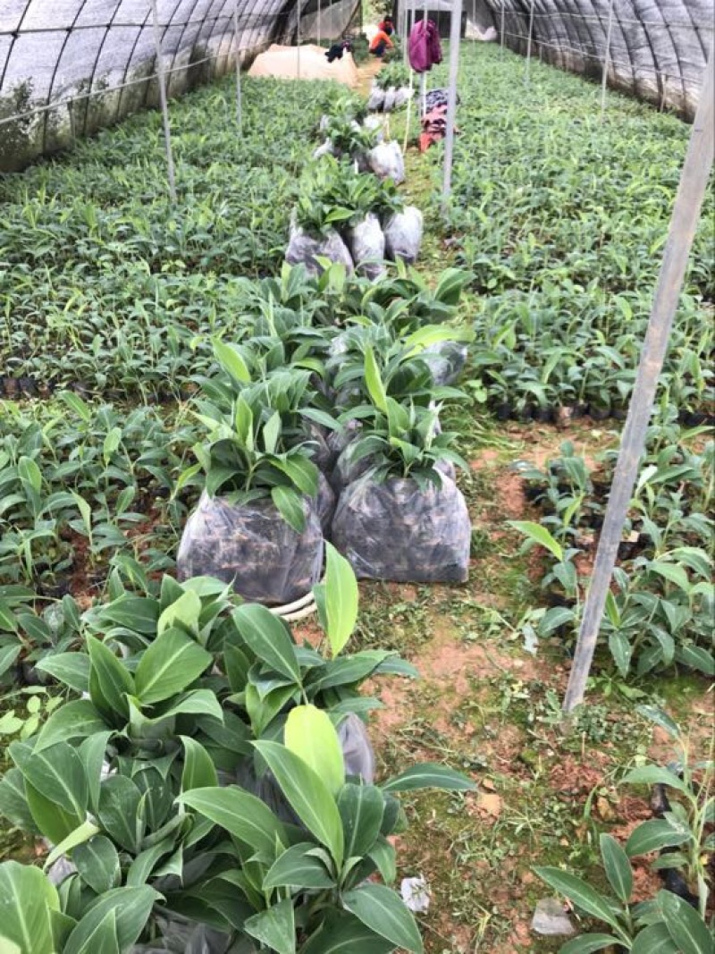 香蕉粉蕉育苗基地广粉金粉一号