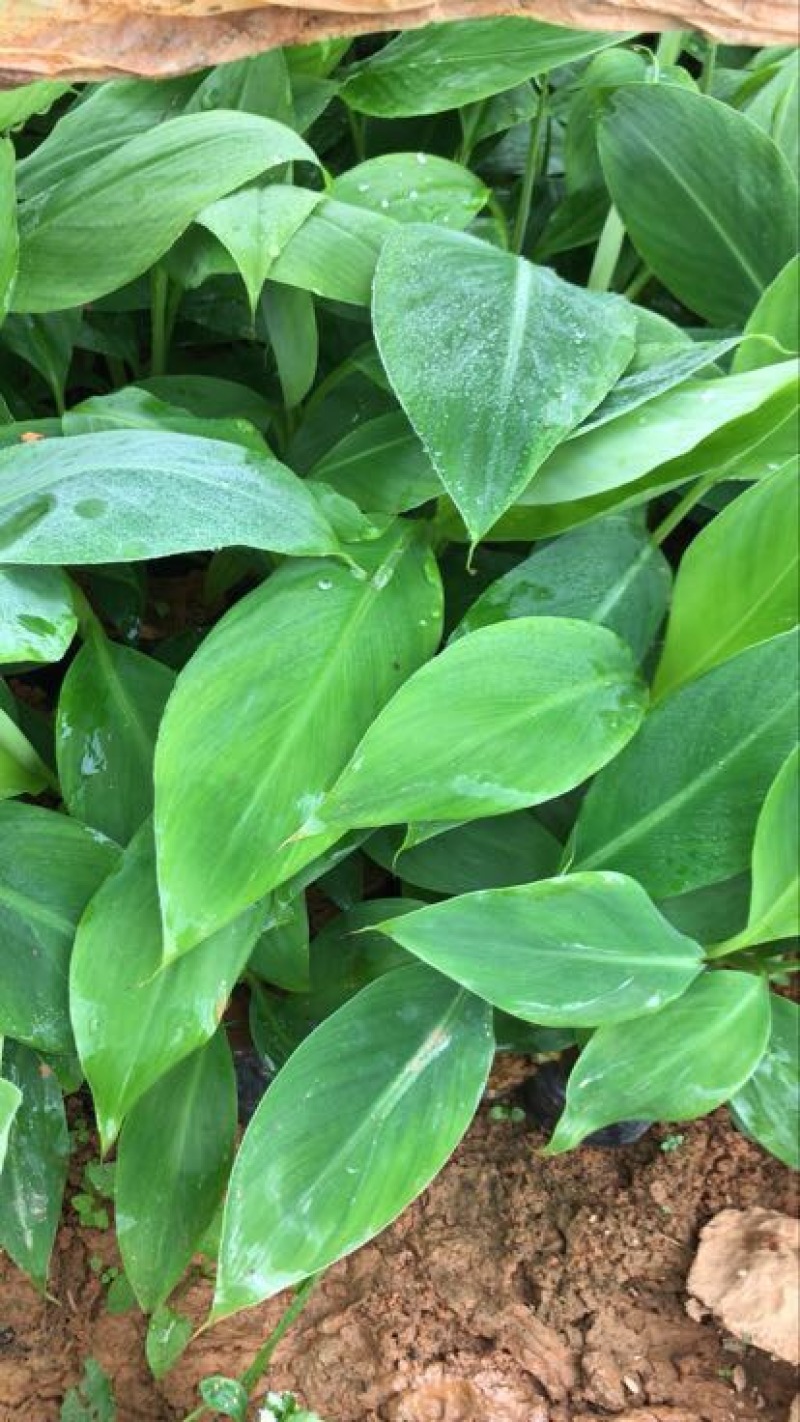 香蕉粉蕉育苗基地广粉金粉一号
