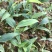 香蕉粉蕉育苗基地广粉金粉一号
