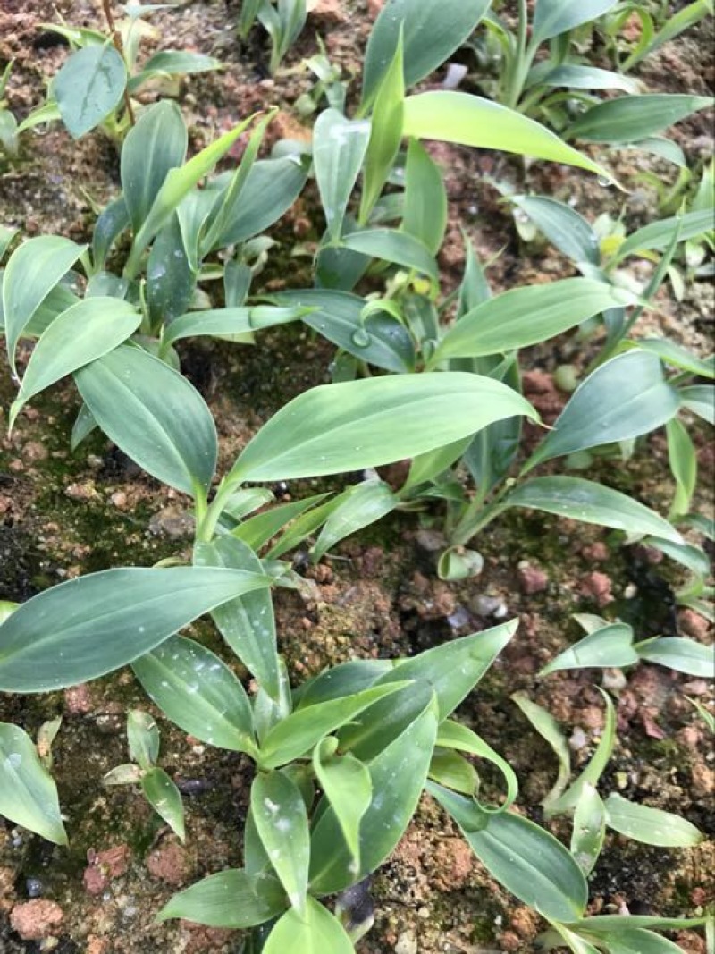 香蕉粉蕉育苗基地广粉金粉一号