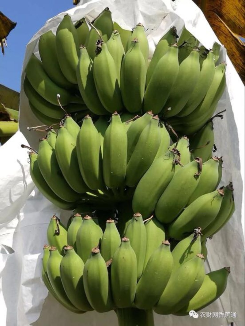 香蕉粉蕉育苗基地广粉金粉一号