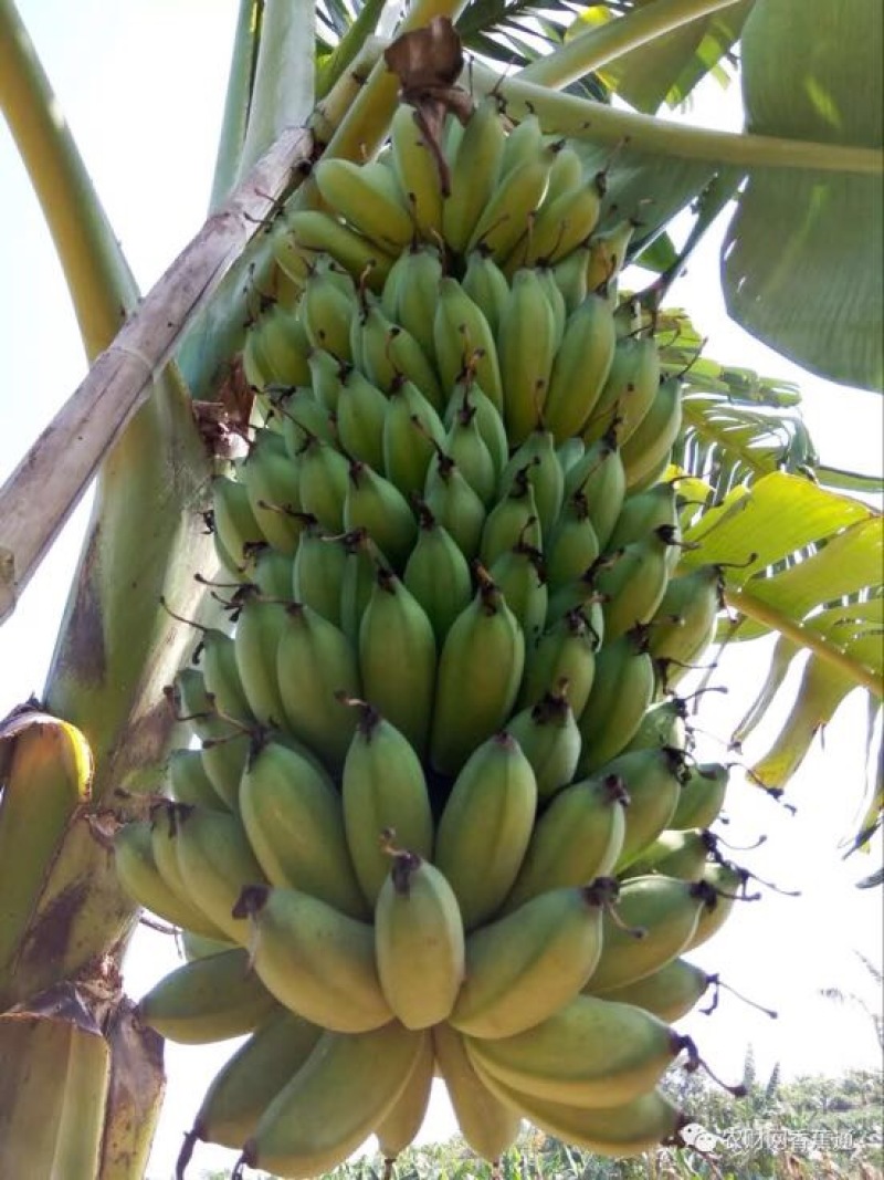 香蕉粉蕉育苗基地广粉金粉一号