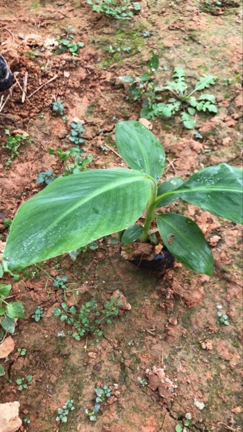 香蕉粉蕉育苗基地广粉金粉一号
