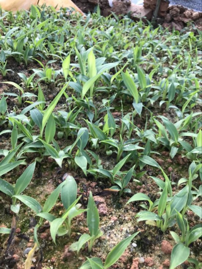 香蕉粉蕉育苗基地广粉金粉一号