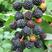 树莓苗黑树莓苗韩国黑树莓苗黑树莓黑莓苗