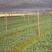 江西高产白花嫁接油茶苗20~80cm裸根苗杯苗规格齐全