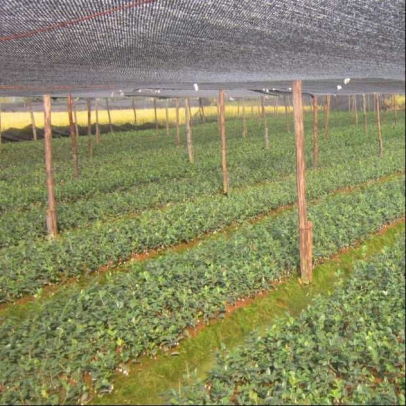 江西高产白花嫁接油茶苗20~80cm裸根苗杯苗规格齐全