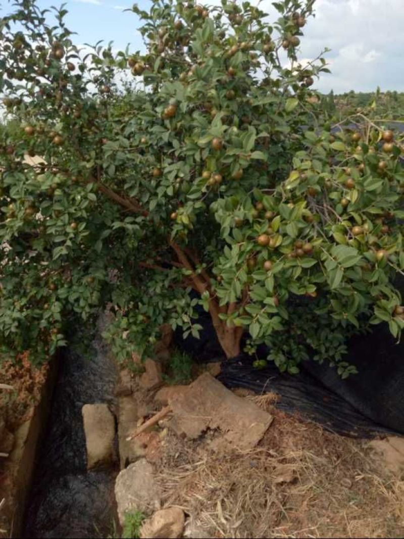 江西高产白花嫁接油茶苗20~80cm裸根苗杯苗规格齐全