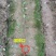 江西高产白花嫁接油茶苗20~80cm裸根苗杯苗规格齐全