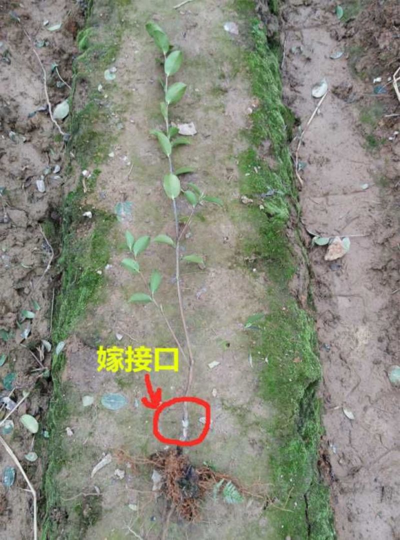 江西高产白花嫁接油茶苗20~80cm裸根苗杯苗规格齐全