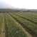 江西高产白花嫁接油茶苗20~80cm裸根苗杯苗规格齐全