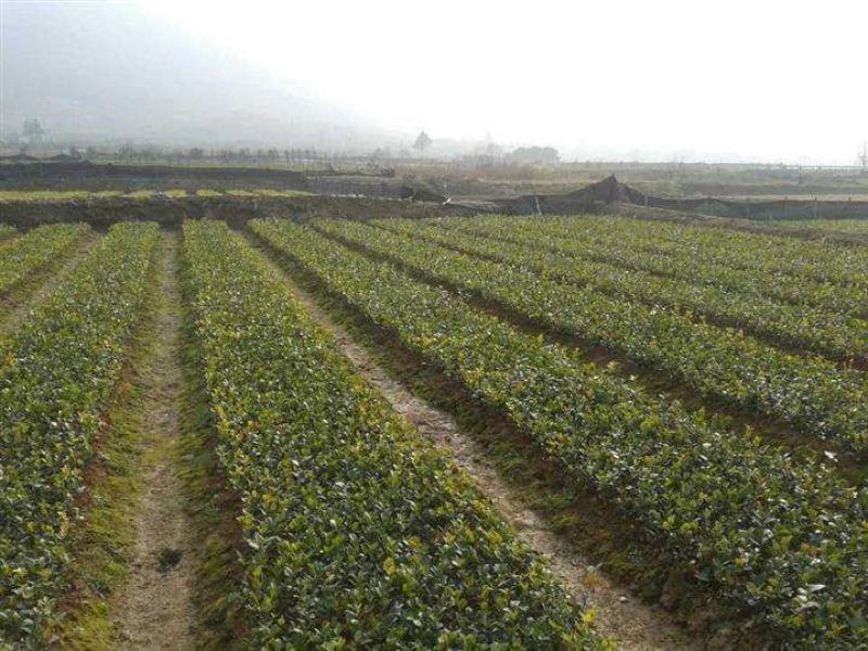江西高产白花嫁接油茶苗20~80cm裸根苗杯苗规格齐全