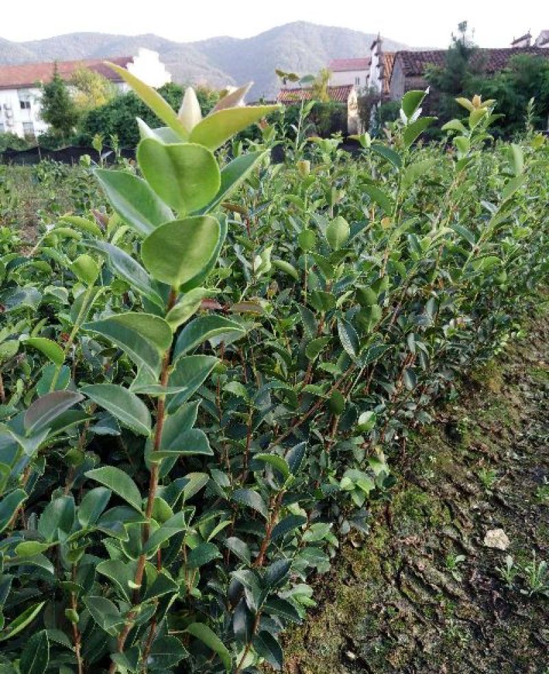 江西高产白花嫁接油茶苗20~80cm裸根苗杯苗规格齐全