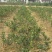 江西高产白花嫁接油茶苗20~80cm裸根苗杯苗规格齐全