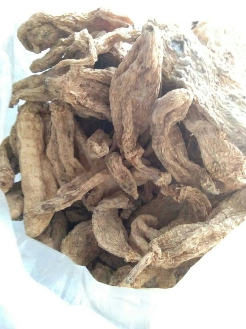 野菊花