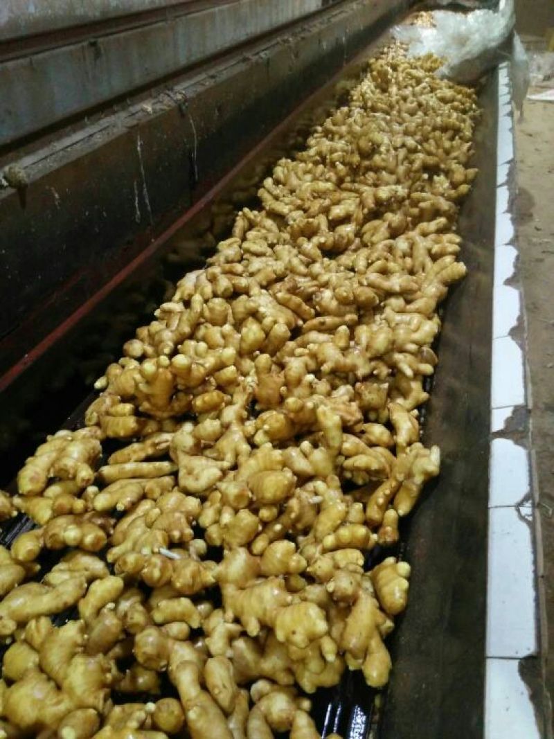 面姜山东生姜批发便宜优质大黄姜大量现货块大饱满可发货