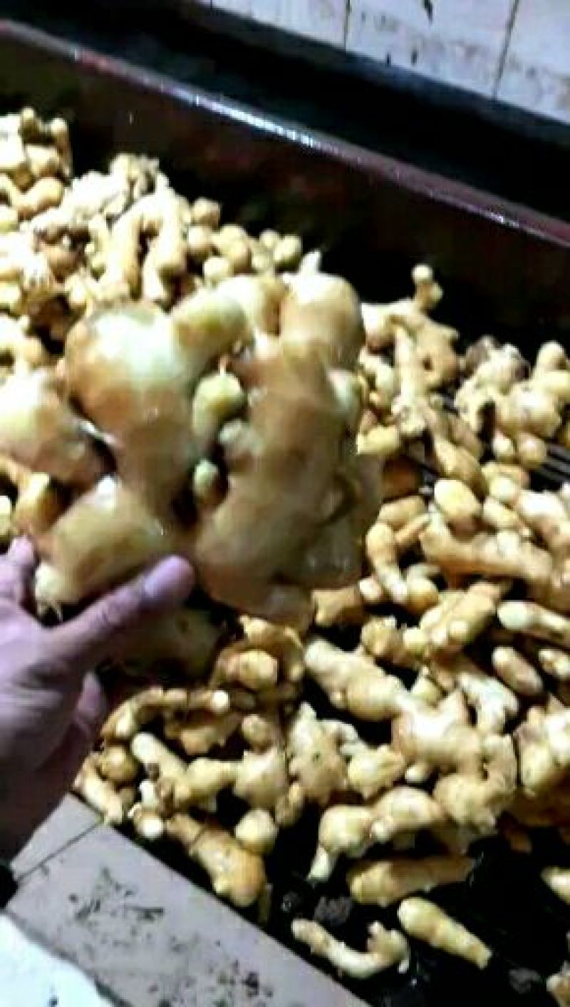 面姜山东生姜批发便宜优质大黄姜大量现货块大饱满可发货