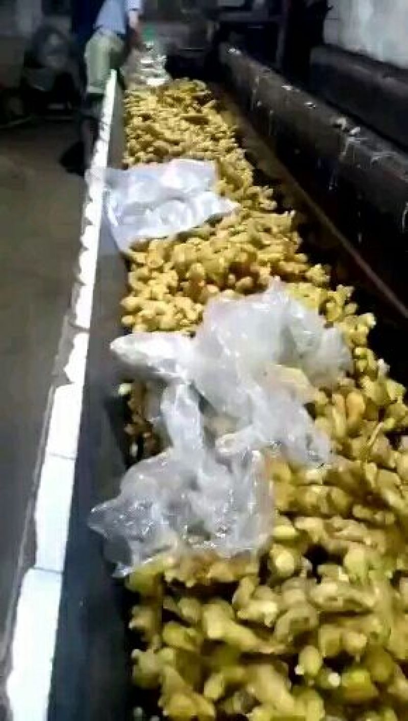 面姜山东生姜批发便宜优质大黄姜大量现货块大饱满可发货