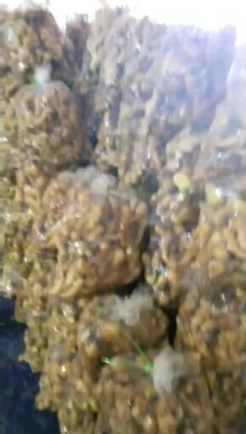 面姜山东生姜批发便宜优质大黄姜大量现货块大饱满可发货