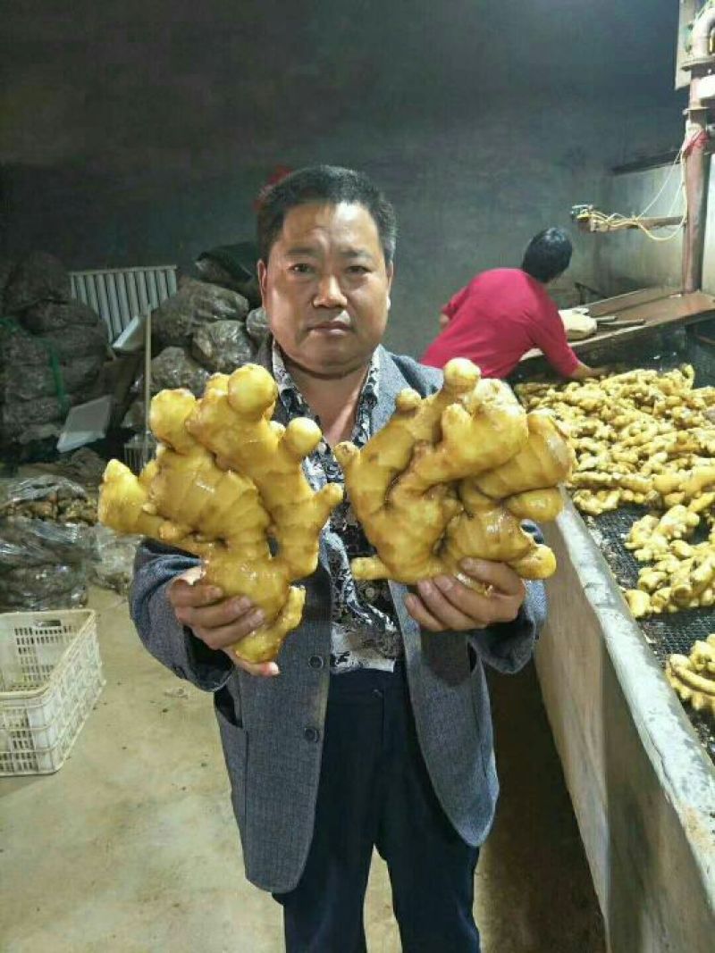 面姜山东生姜批发便宜优质大黄姜大量现货块大饱满可发货