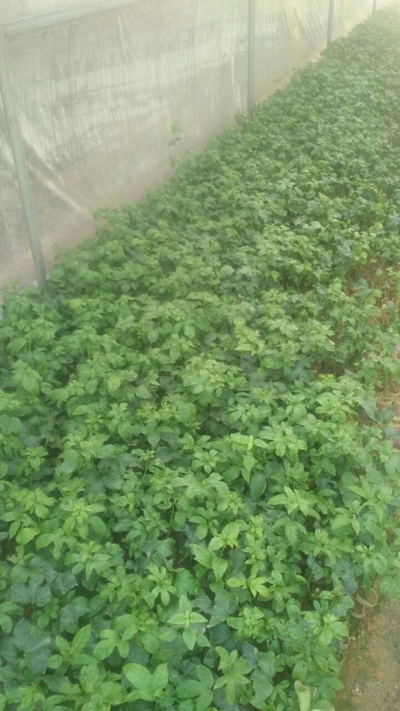 紫香百香果苗台农一号百香苗，皇金百香果巴乐味，大量供应