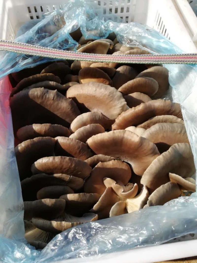 河北平菇邯郸平菇食用菌肥乡区蘑菇新鲜采摘