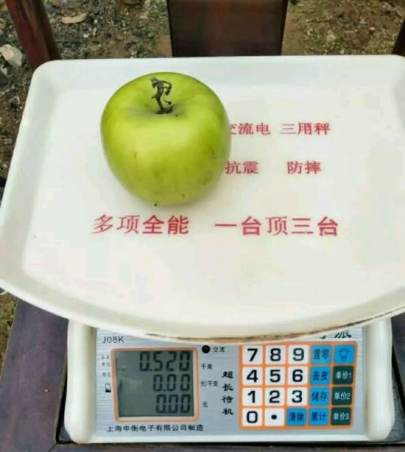 青枣苗30~50cm