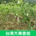 青枣苗30~50cm