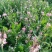 百花蜜2斤