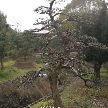 罗汉松18~20cm18~20cm3.5~4米