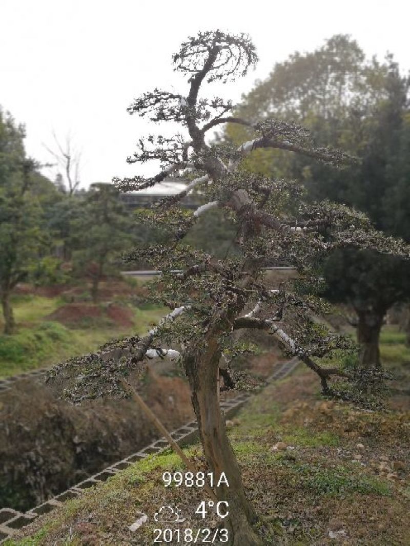 罗汉松18~20cm18~20cm3.5~4米