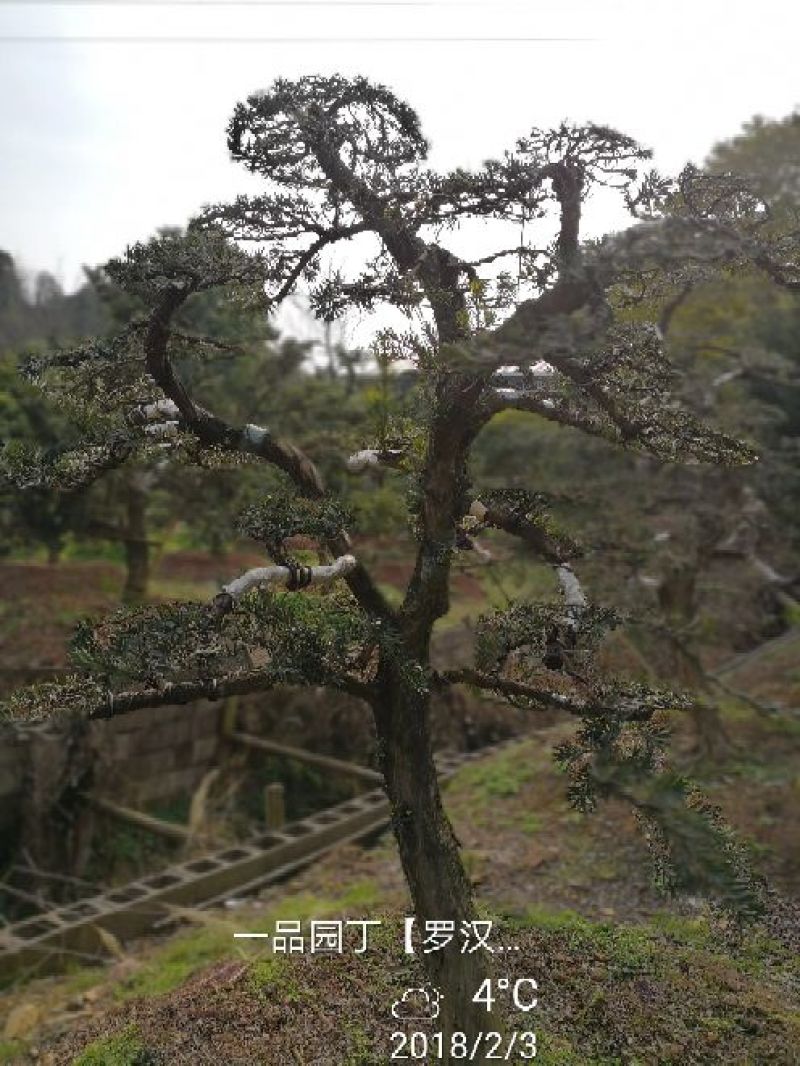 罗汉松18~20cm18~20cm3.5~4米