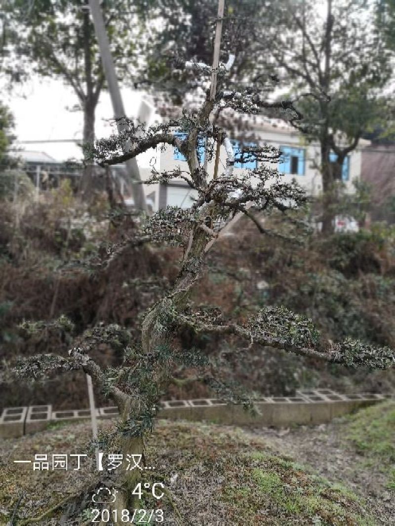 罗汉松18~20cm18~20cm3.5~4米