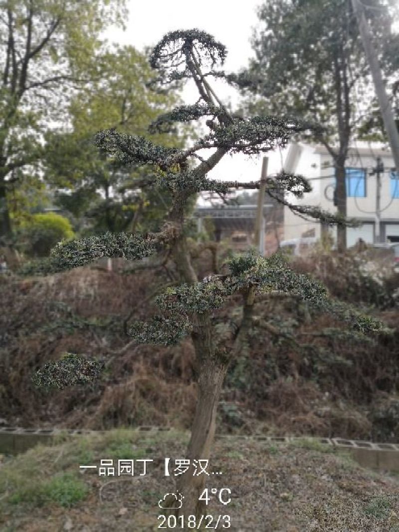 罗汉松18~20cm18~20cm3.5~4米