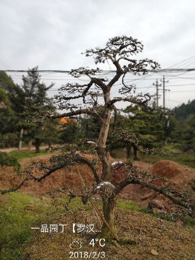 罗汉松18~20cm18~20cm3.5~4米
