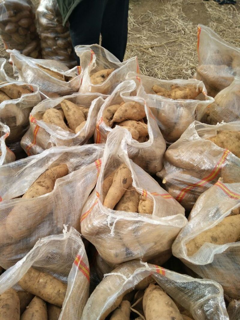 来福红薯通货黄心3两以上