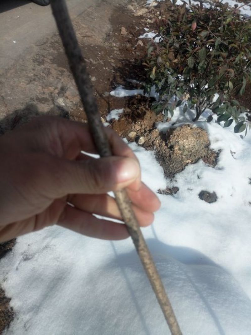 连翘树1.2cm100~150cm