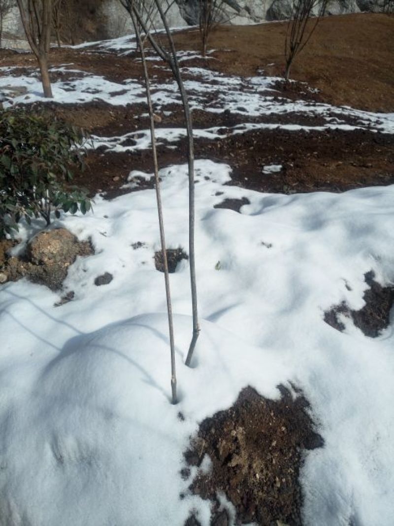 连翘树1.2cm100~150cm