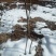 连翘树1.2cm100~150cm
