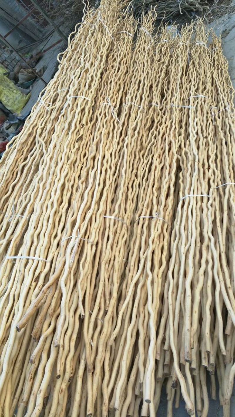 桑树1.8~2m