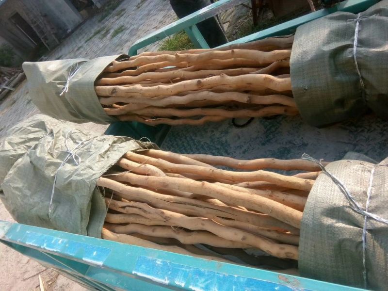 桑树1.8~2m