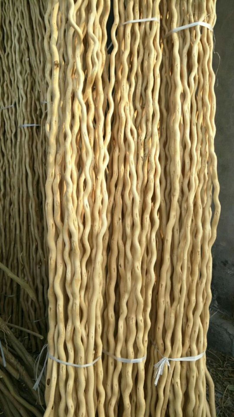 桑树1.8~2m